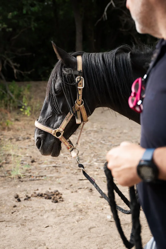 Persona junto a un caballo